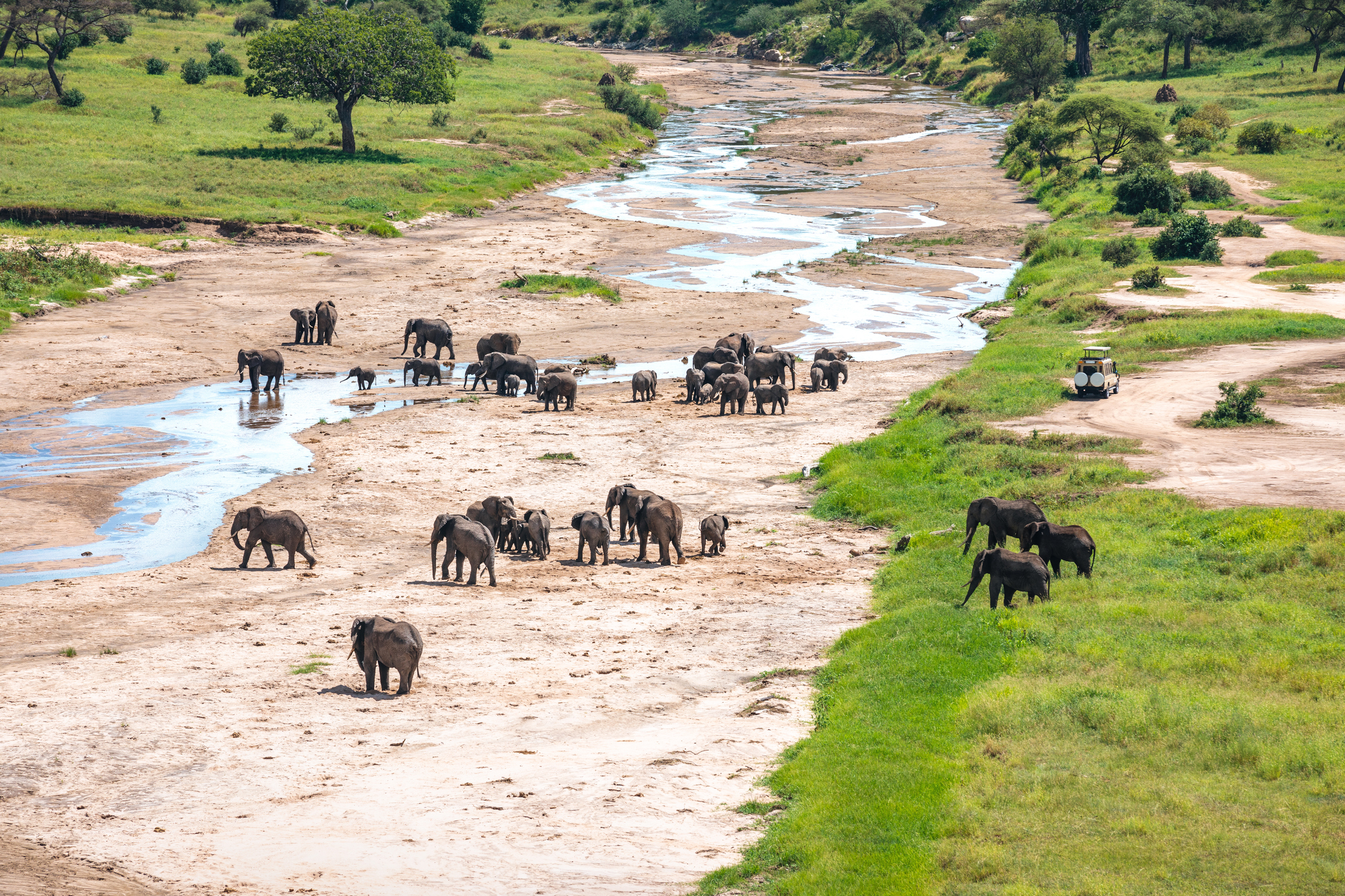 Herd Of Elephants In Tarangire National Park