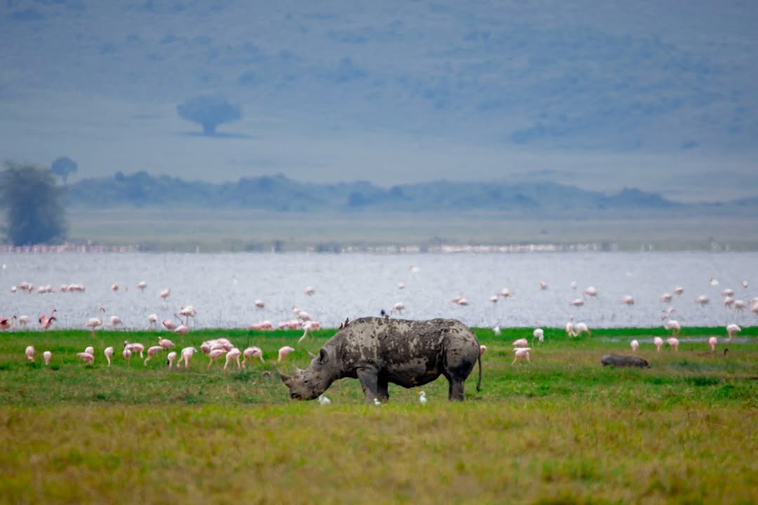 2-Day Safari in Tarangire and Ngorongoro
