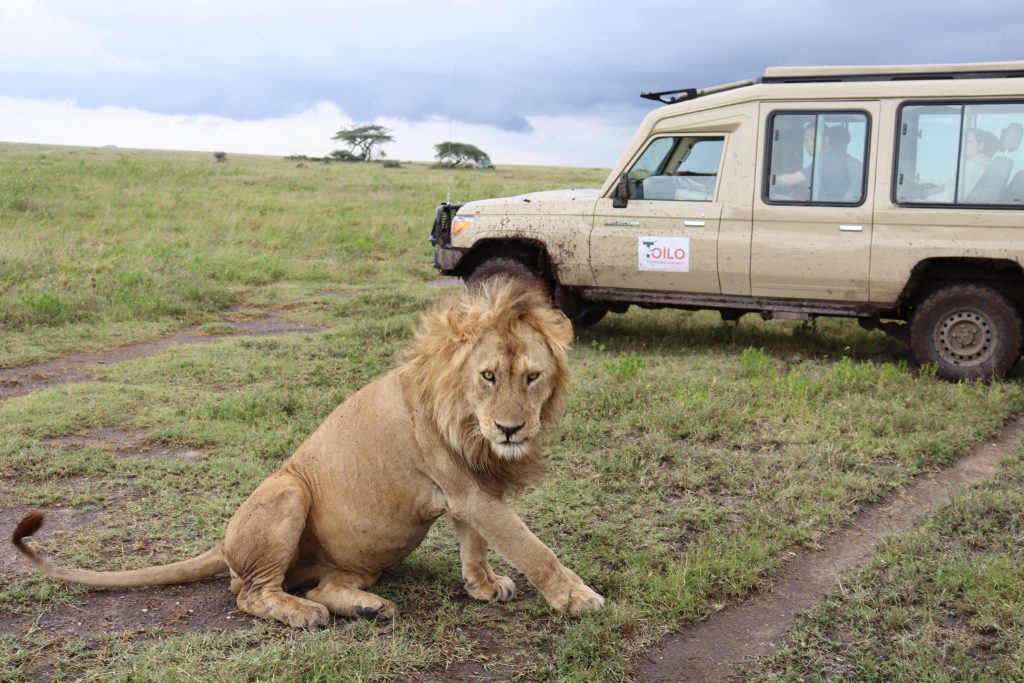4-Day Serengeti Safari from Zanzibar