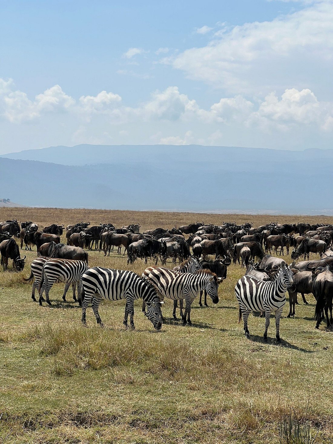 12 Days Tanzania Tented Camp Safari