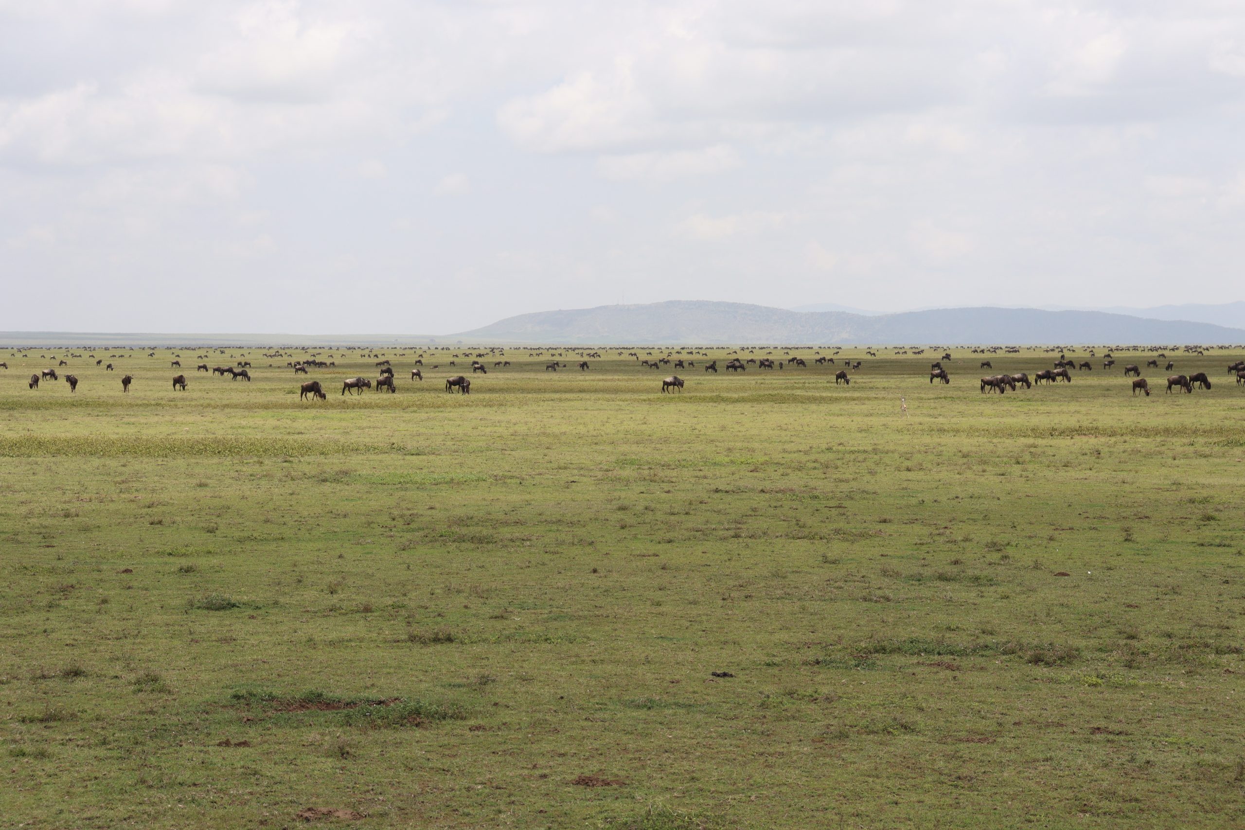 7 Days Tanzania Wildebeest Migration Safari