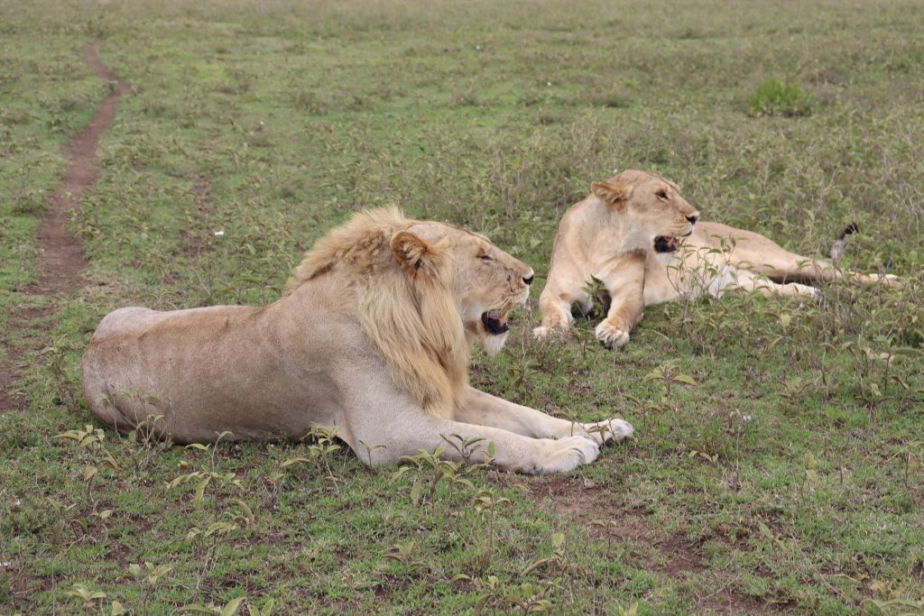 4-Day Tanzania Camping Safari