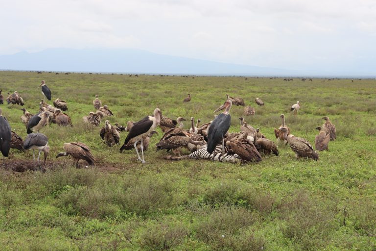 Tanzania Budget Group Safari