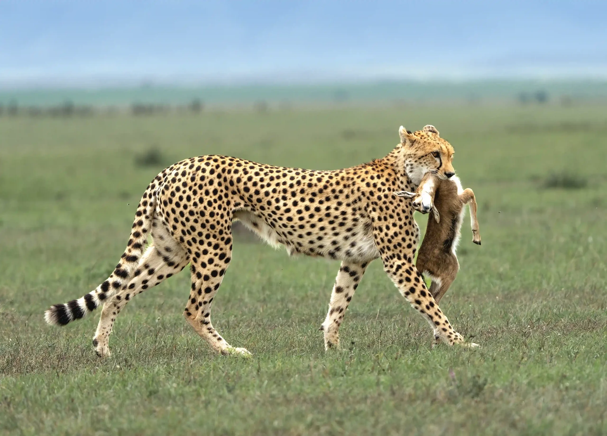 Tanzania Safari Price