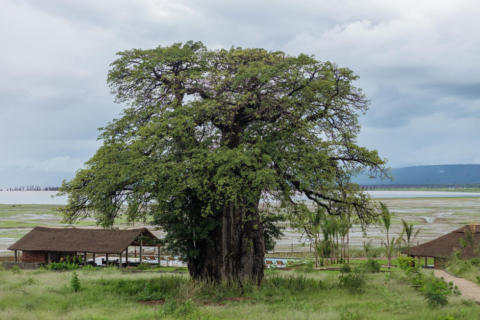 Tours and Safaris in Tanzania